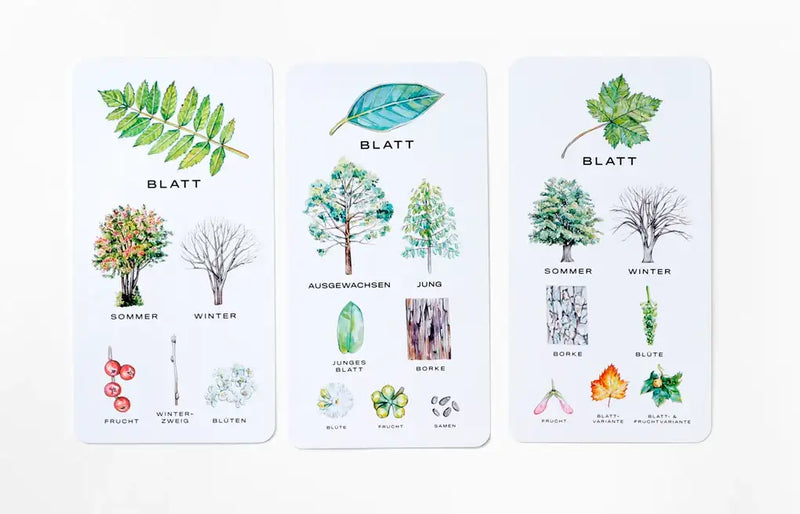 Laurence King Verlag / Baum-Wissen / 30 Karten zum Erkennen von Bäumen