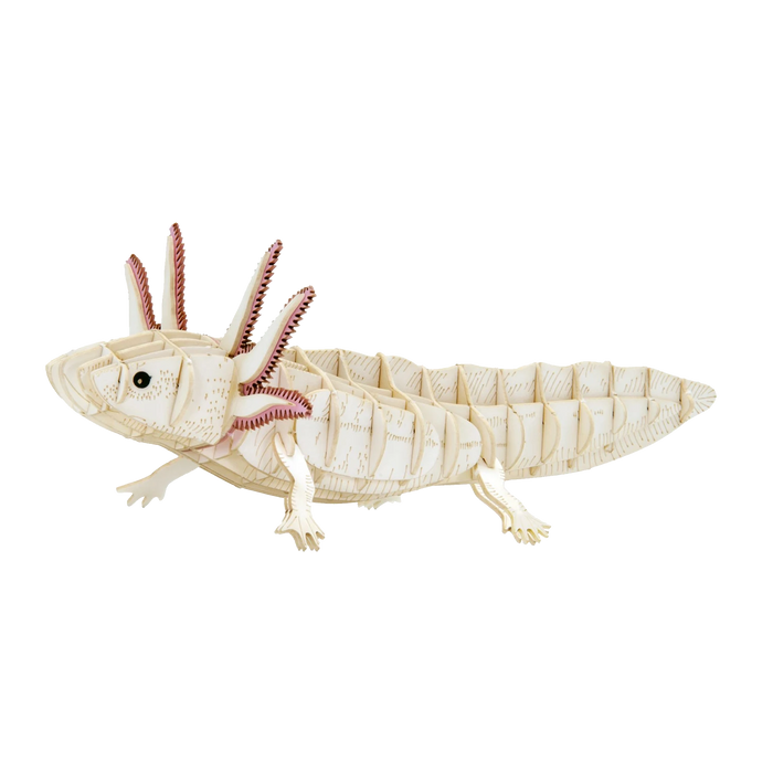 3D Papiermodell /  Axolotl
