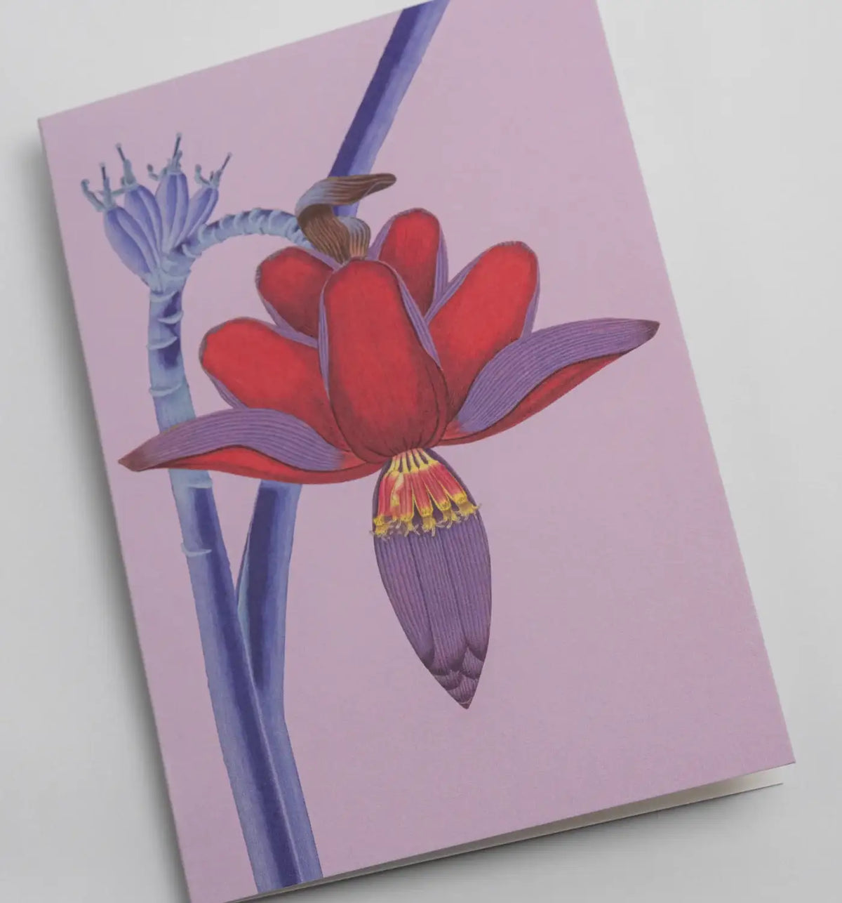 Klappkarte--Format-A6-109x155mm-Designer-Kew-Gardens-Motiv-Insall_Banana_Flower