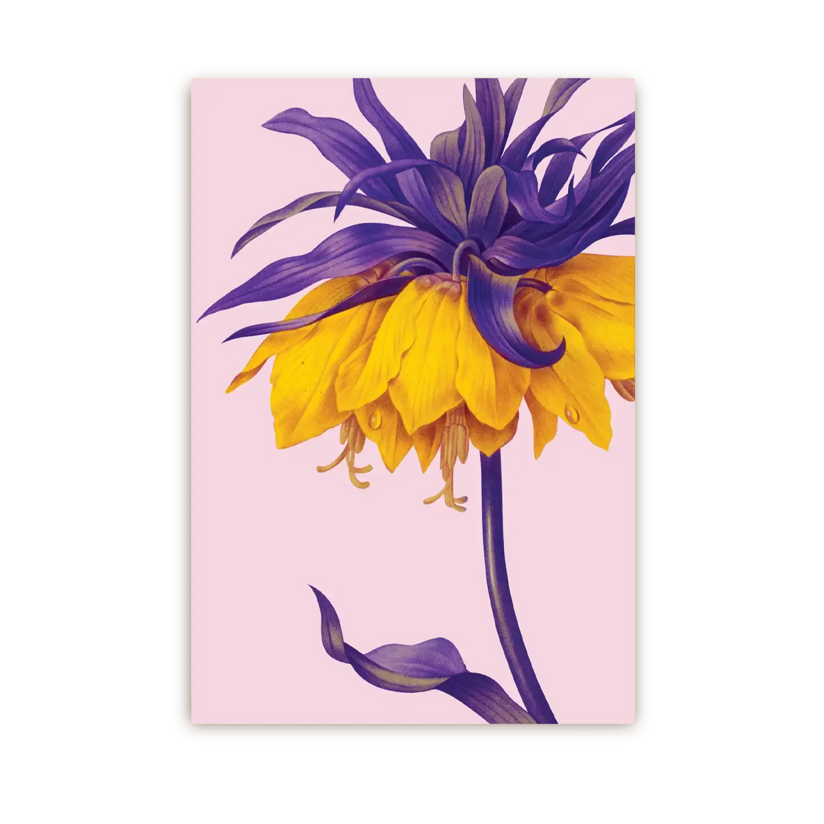 Postkarte / Kew Gardens / Yellow Crown Imperia