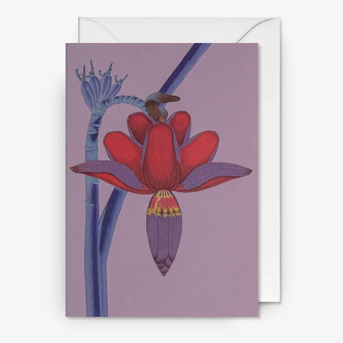 Klappkarte-mit-Umschlag-Format-A6-109x155mm-Designer-Kew-Gardens-Motiv-Insall_Banana_Flower