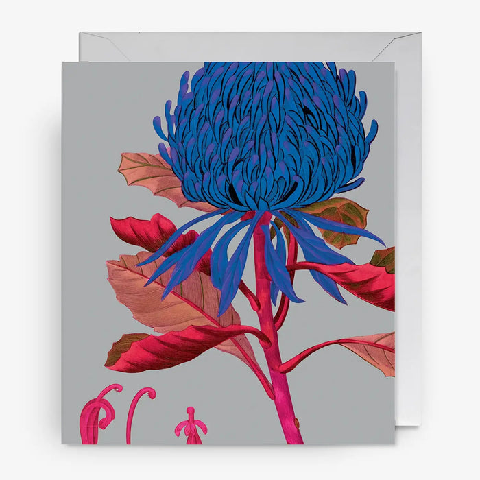 Klappkarte-mit-Umschlag-Format-Xl-160x185mm-Designer-Kew-Gardens-Motiv-Telopea-Floral