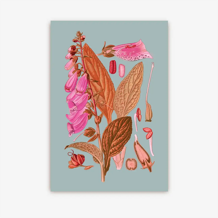 Lagom-Postkarten-Kew-Gardens-A6-Botanisch-Ladys-Glove