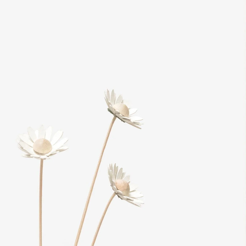 Papierblume / Daisy
