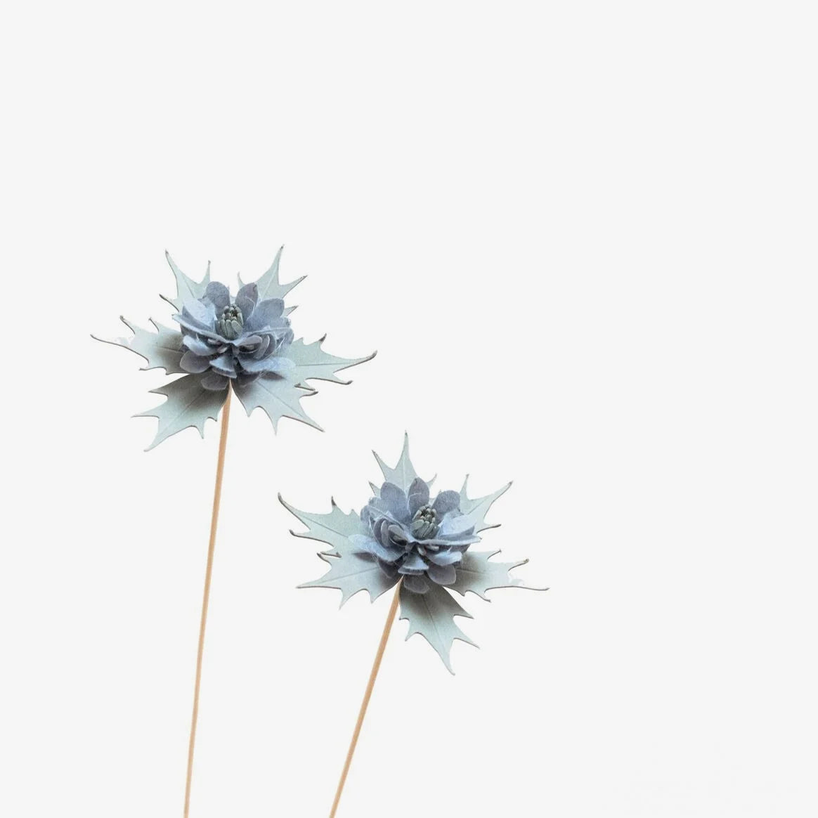 Papierblume / Chardon