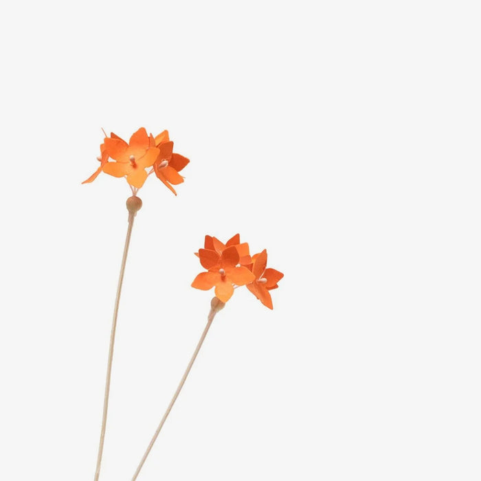 Papierblume / Clivia
