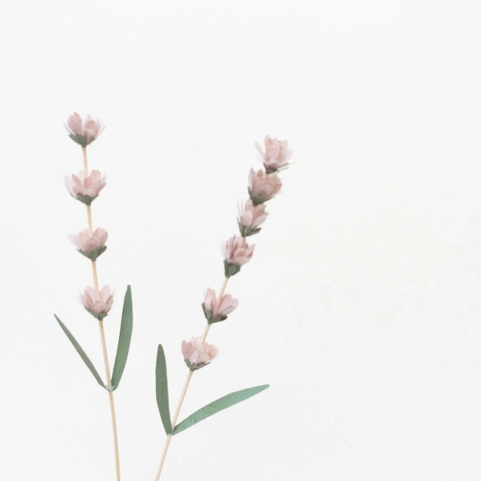 Papierblume / Lavendel