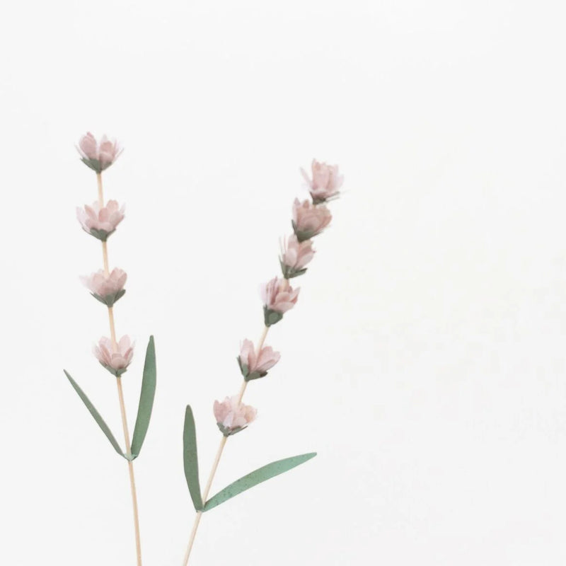 Papierblume / Lavendel