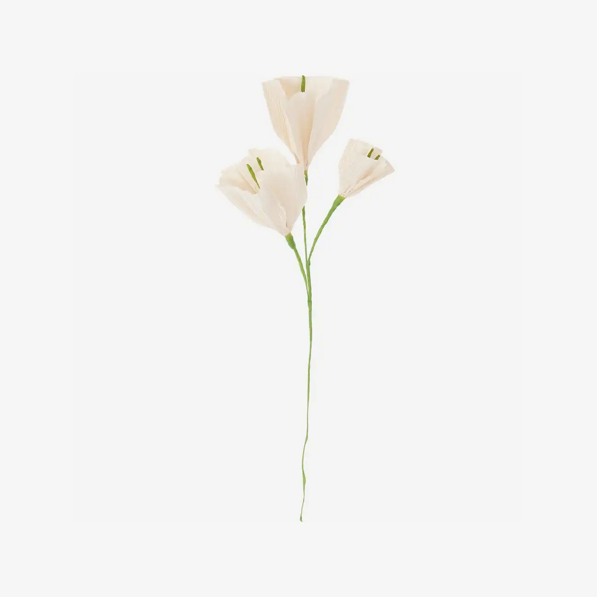 Papierblume-Prunkwinde-Powder-45_5x6_5x15_5cm-Produktansicht
