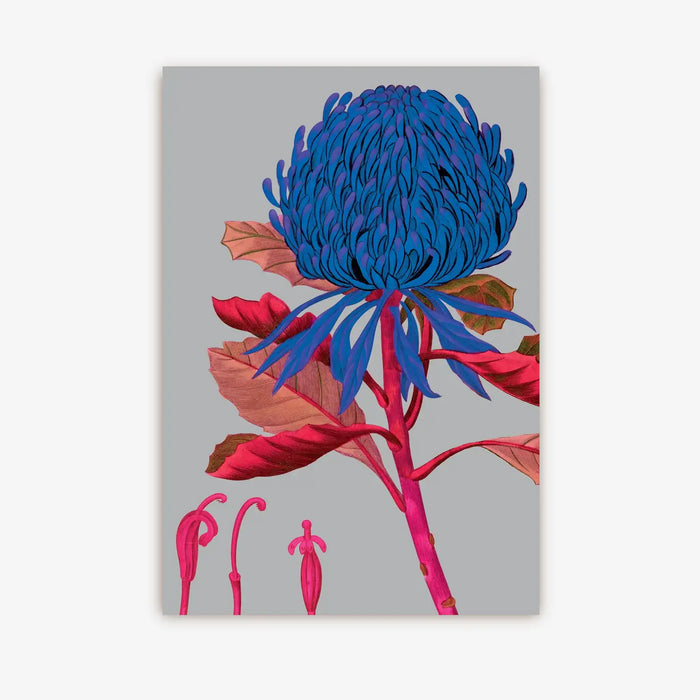 Postkarte-Lagom-Format-A6-Motiv-Kew-Gardens-Telopea-Floral