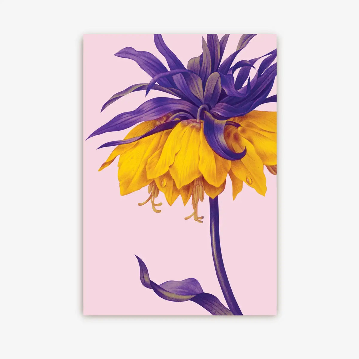 Postkarte-Lagom-Format-A6-Motiv-Kew-Gardens-Yellow-Crown-Imperial