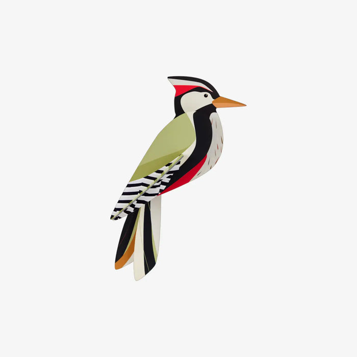 Woodpecker / Paradise Birds