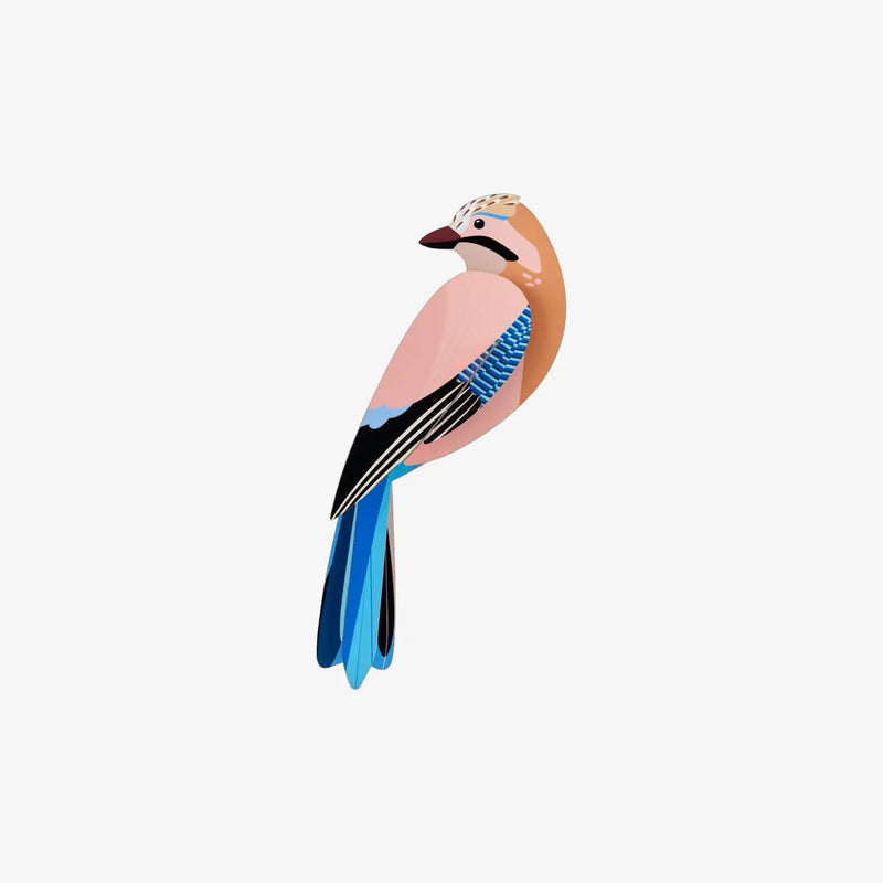 Jay / Paradise Birds