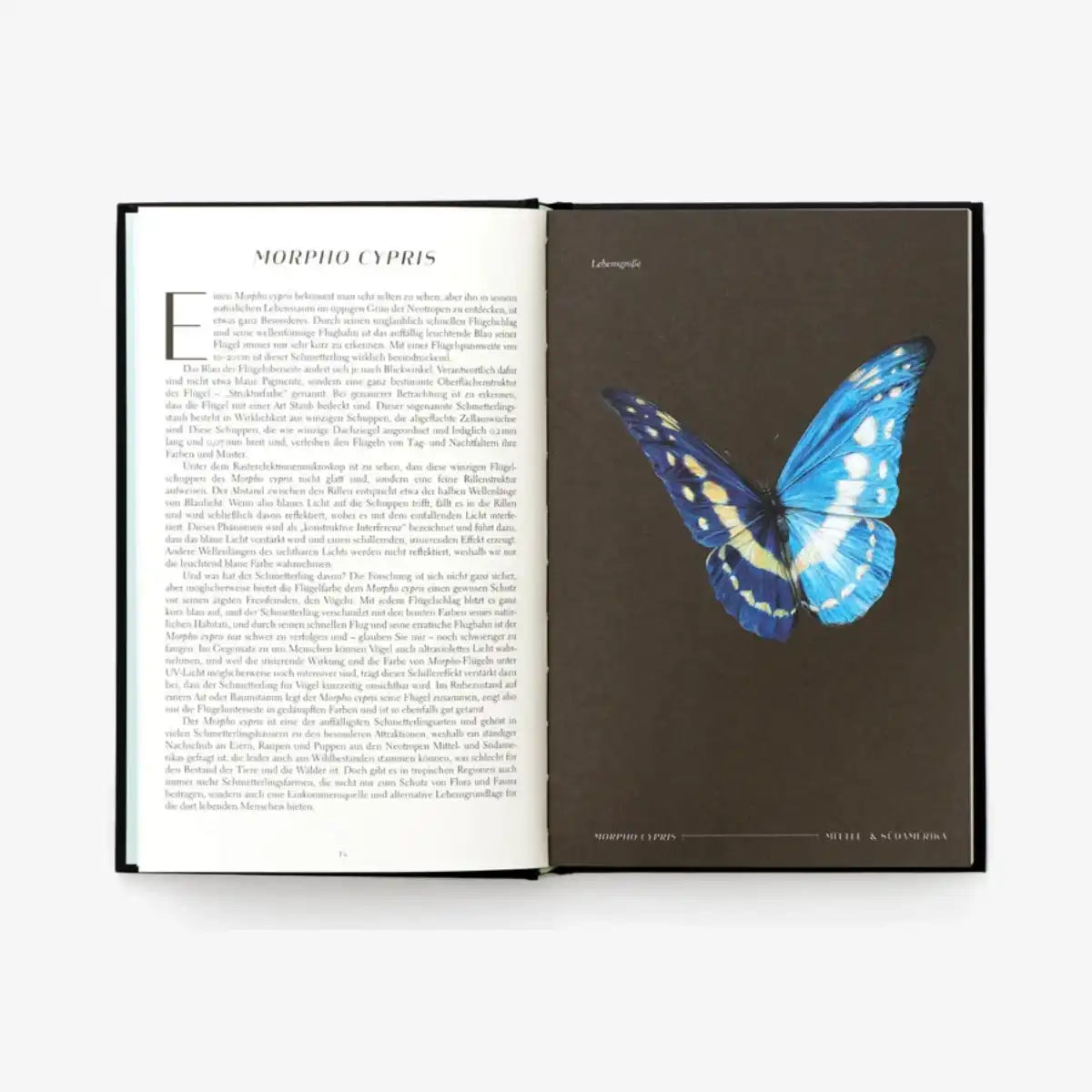 laurence-king-verlag-wunderwelt-der-insekten-hardcover-blick-ins-buch-2