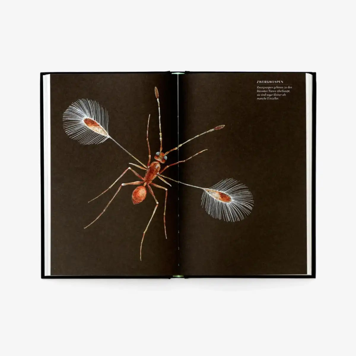 laurence-king-verlag-wunderwelt-der-insekten-hardcover-blick-ins-buch-4