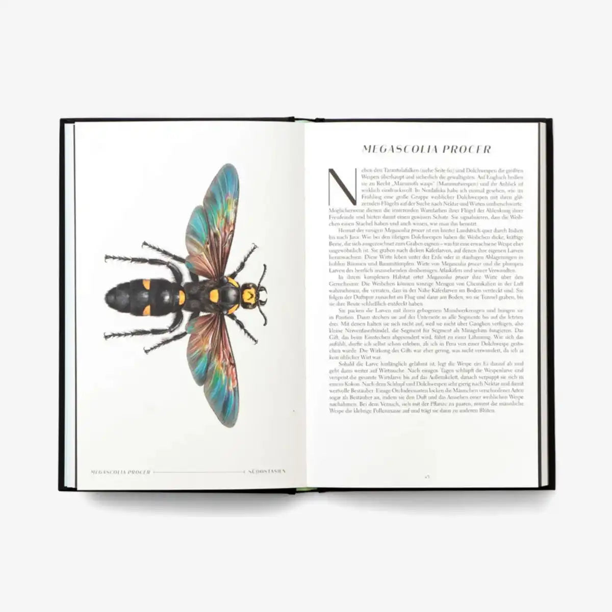 laurence-king-verlag-wunderwelt-der-insekten-hardcover-blick-ins-buch-4