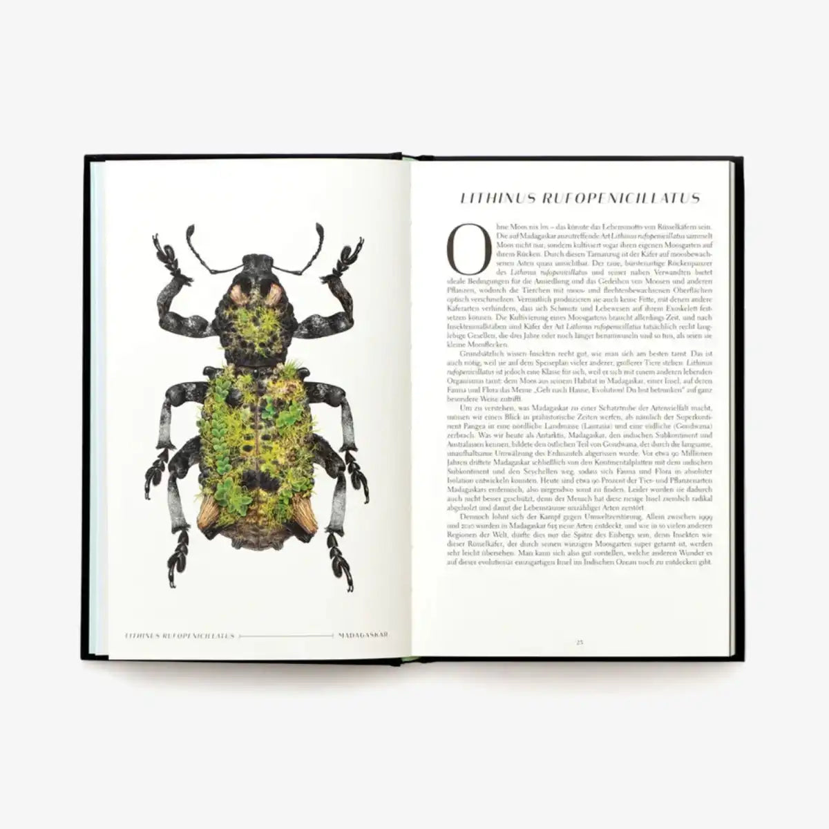 laurence-king-verlag-wunderwelt-der-insekten-hardcover-blick-ins-buch-6
