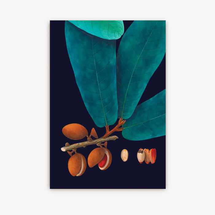 postkarte-nutmeg-kew-garden-format-A6