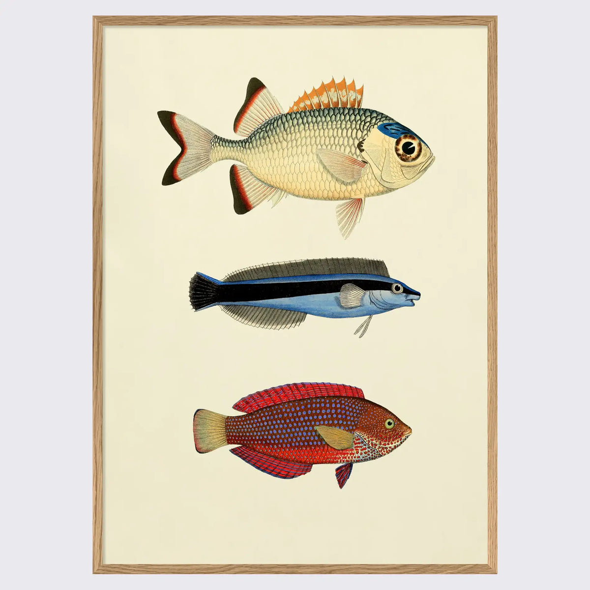 Poster / Die Fische / 30x40 cm / gerahmt oder ungerahmt