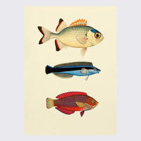 Poster / Die Fische / 30x40 cm / gerahmt oder ungerahmt